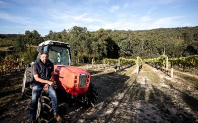 A Masterclass in Australian Excellence: Hoddles Creek at The Greyhound on the Test